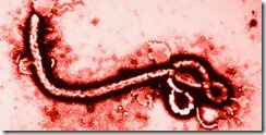 ebola